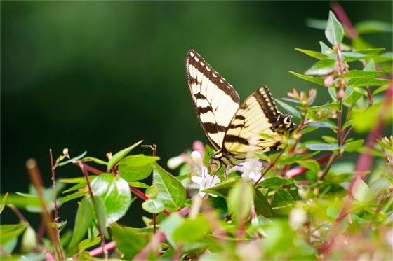 Monarch butterfly on Glossy Abelia.