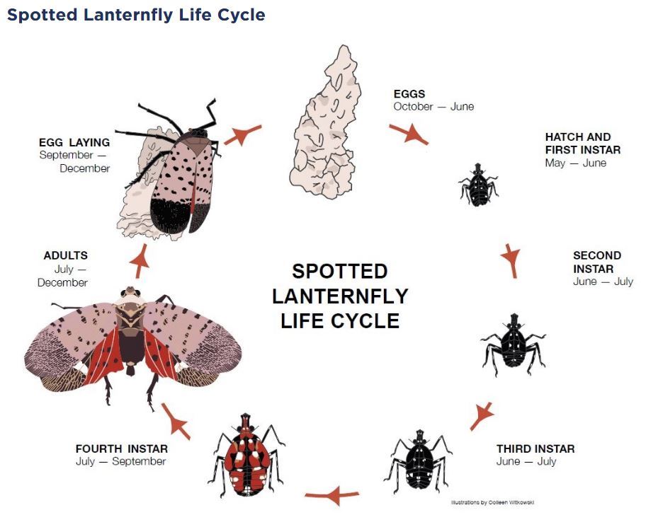 Penn State Extension SLF Life Cycle