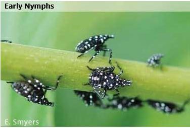 SLF Early Nymphs April - Oct