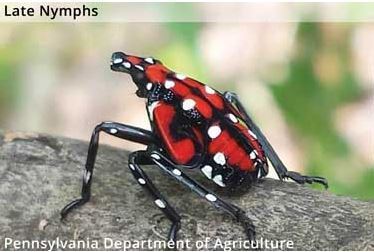 SLF Late Nymphs April - Oct