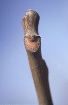 tree of heaven youth