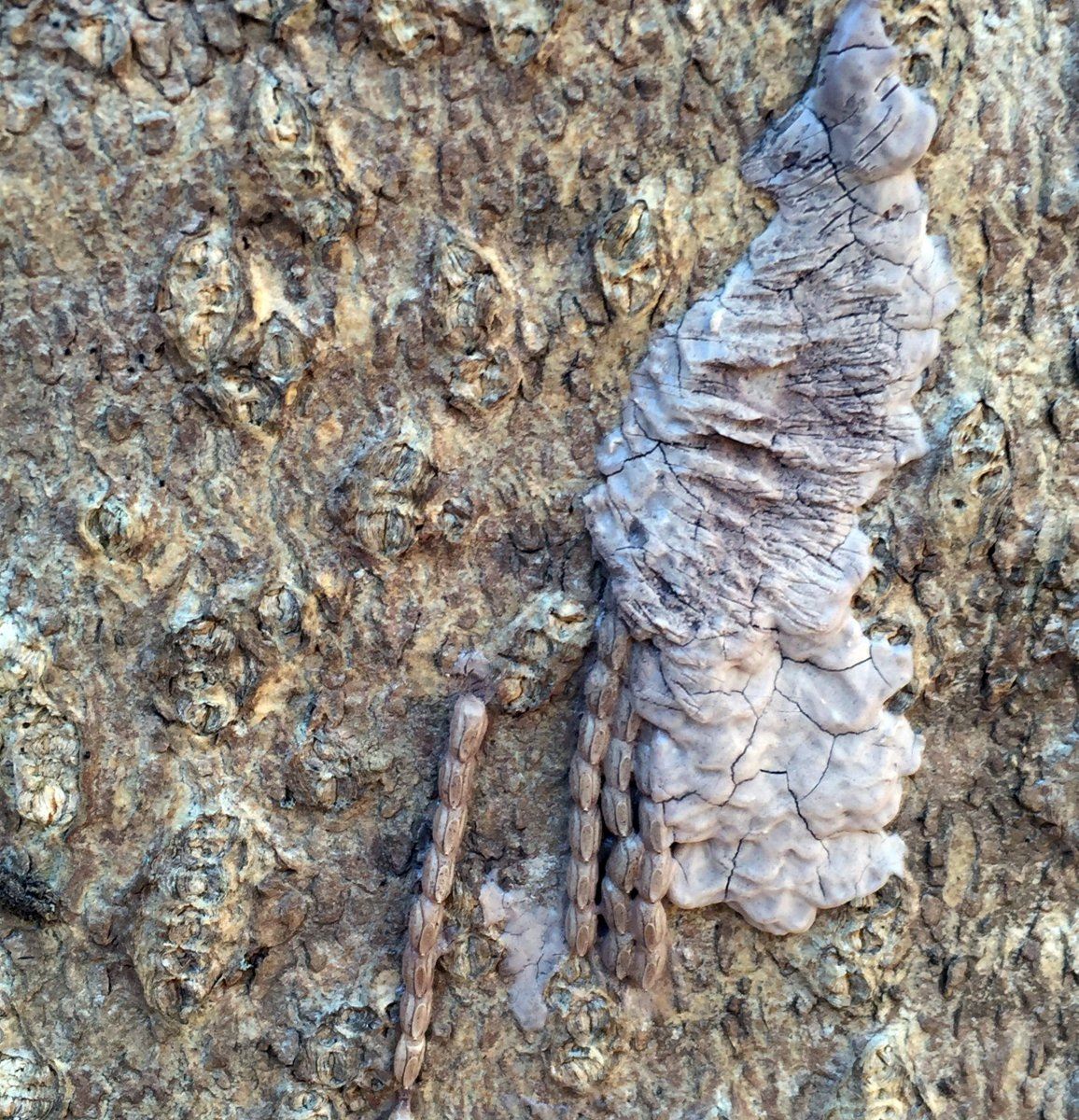 Lanternfly Egg masses