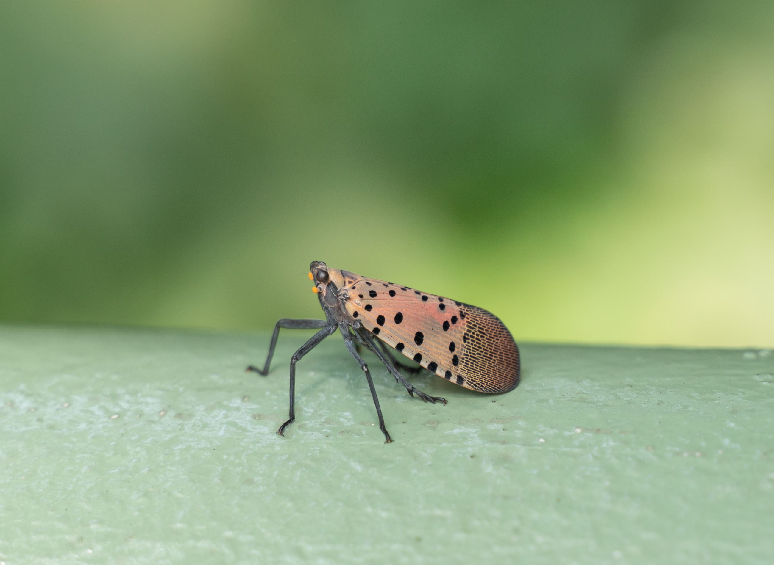 Spotted-lantern-fly